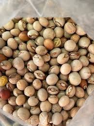Pigeon Pea Seeds